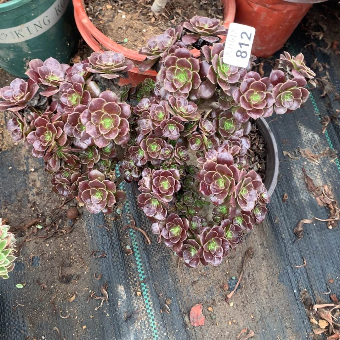 812欧紫朵朵一颗颗