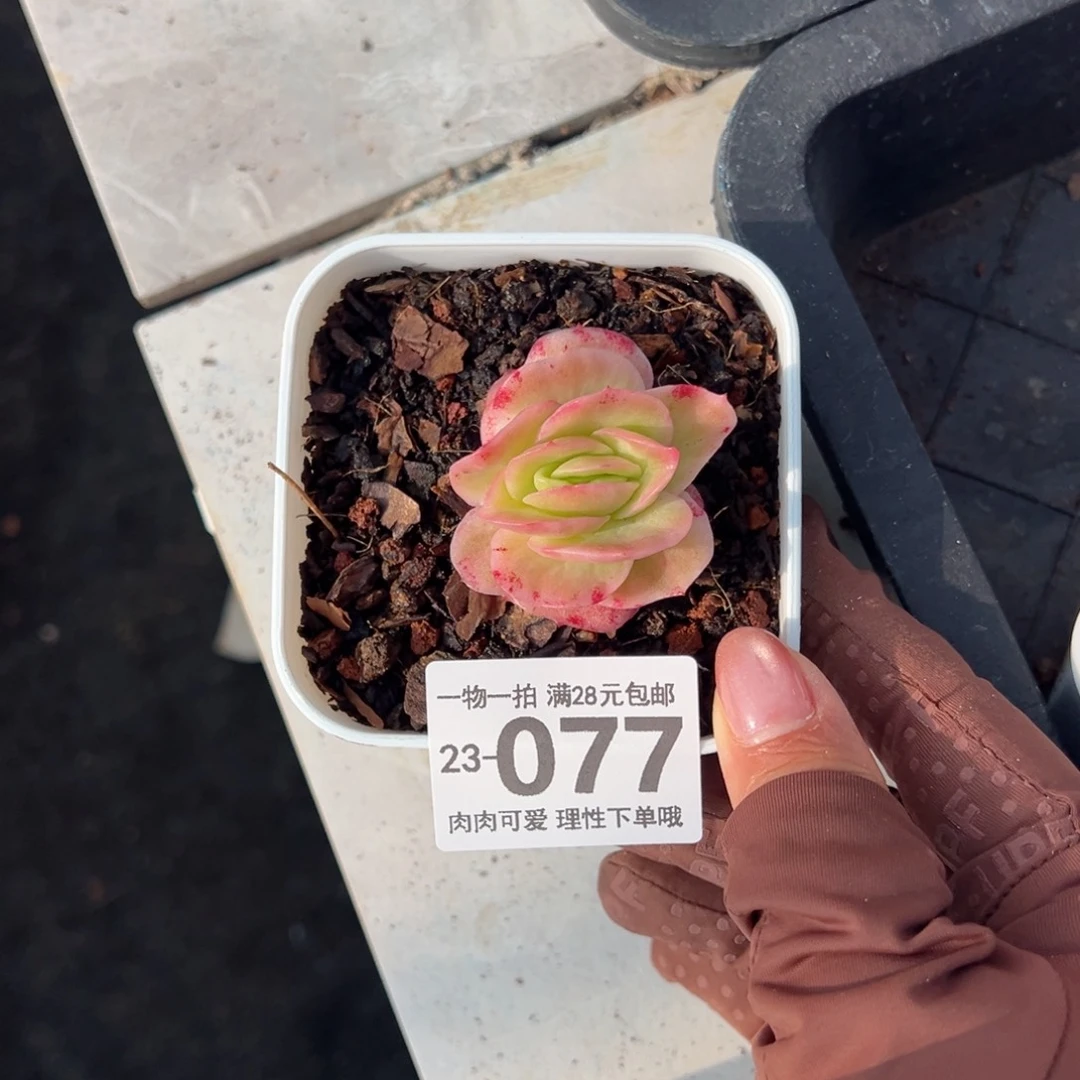 冰玫瑰多肉多肉多肉，