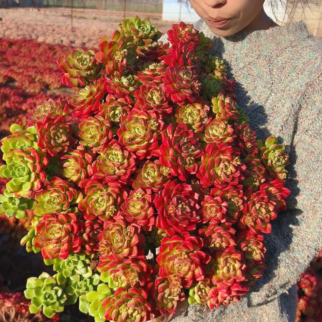 迪亚玫瑰多肉植物