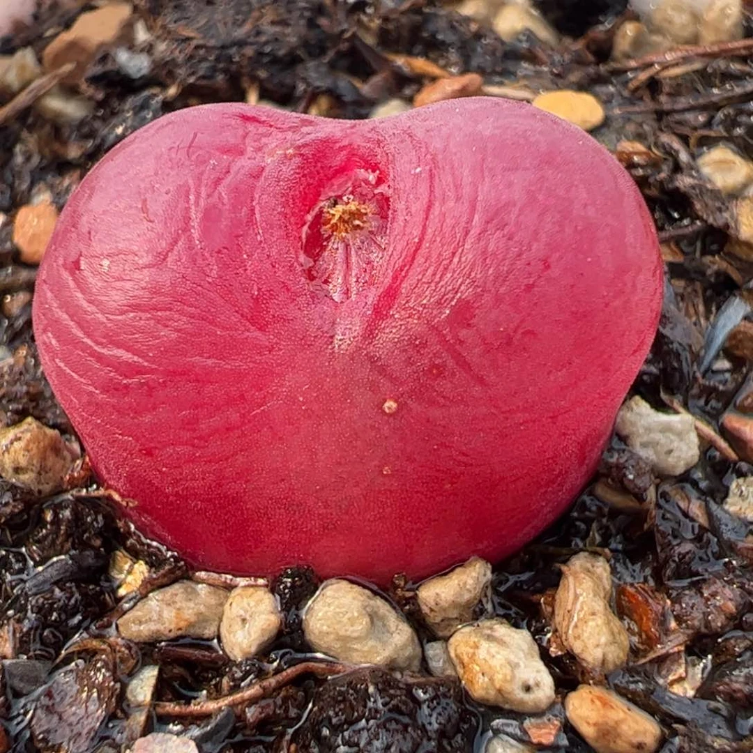 088多肉植物百科