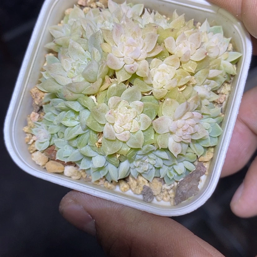 【闪购商品】初*見宝石珍妮多肉