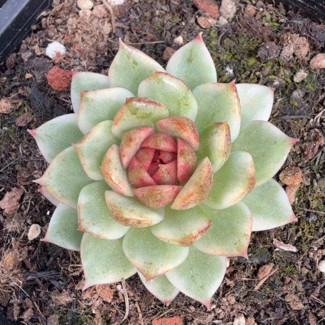 喝水晶膜腹欧锦模特