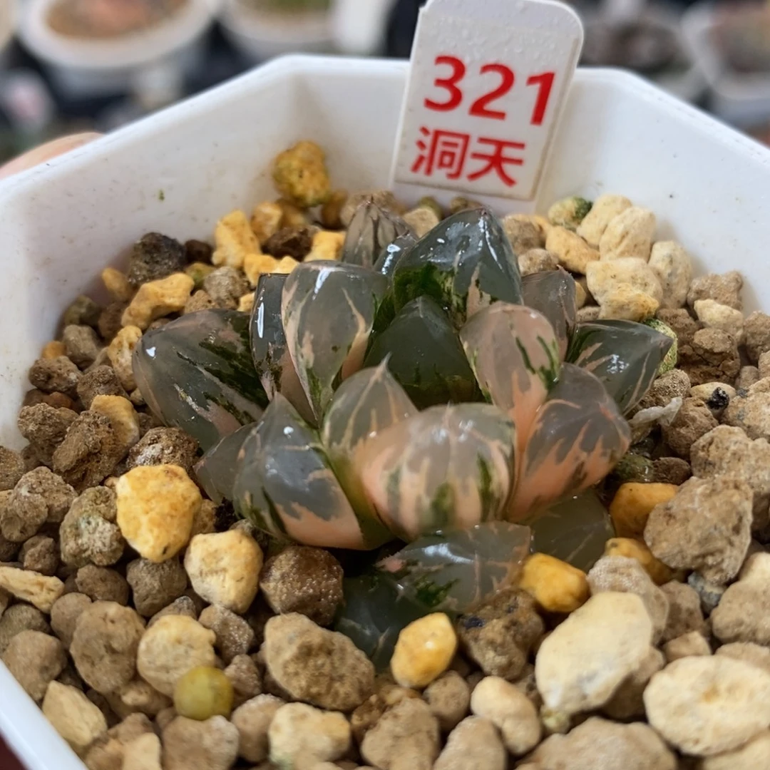 321北极之光一物一拍