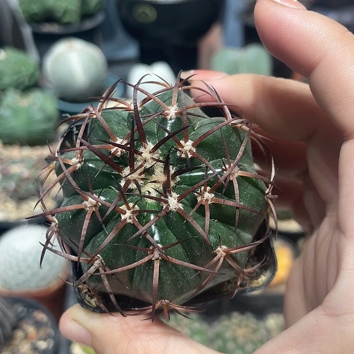 实生大型圆盘玉仙人球一颗