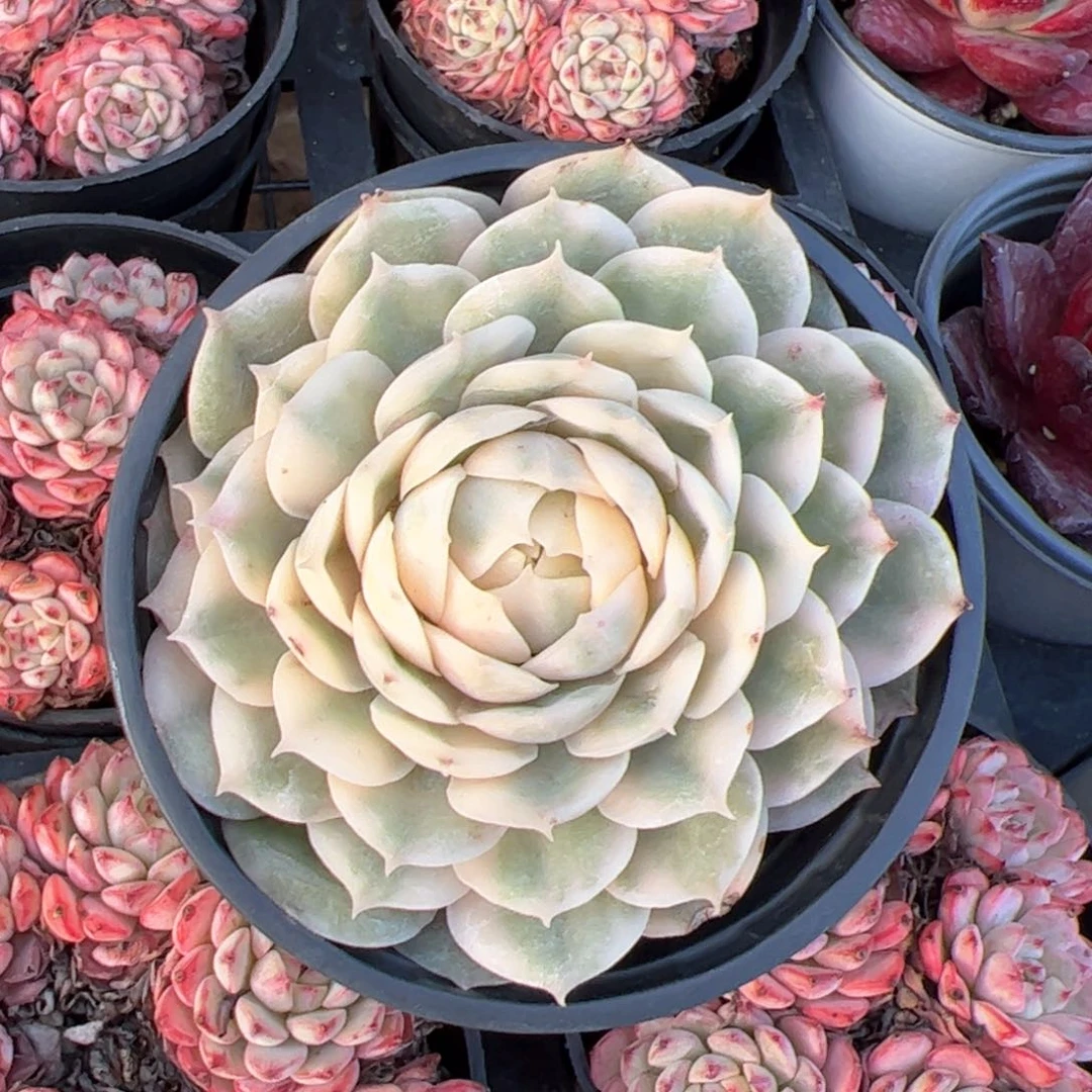 新疆包邮 昂斯诺锦