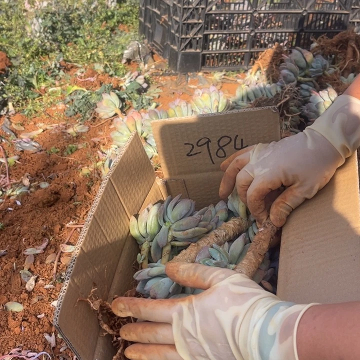 郭*忠灰姑娘不售后2948