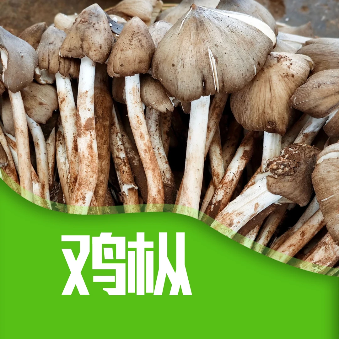 +【鸡枞】一物一拍一链接、不售后