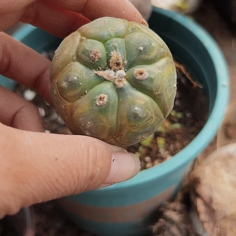 264处理仙人球出来的