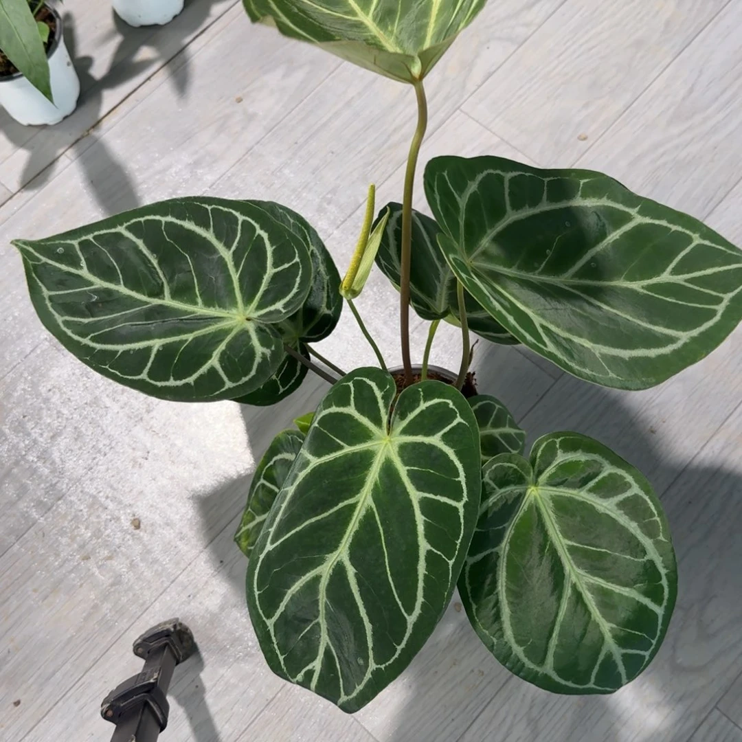 完全开放福利水晶杂