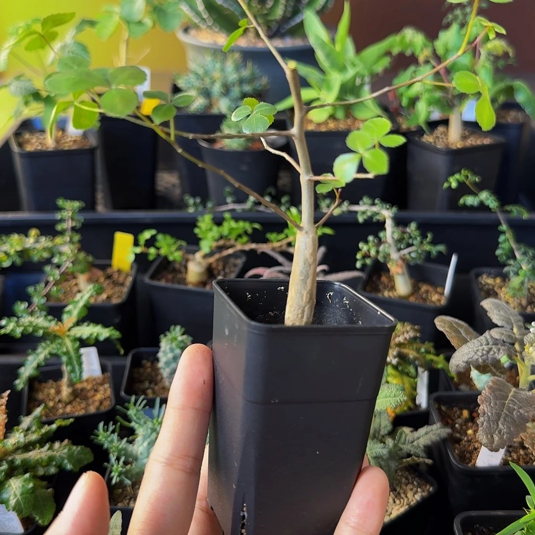 H****实生安哥拉绿皮带盆土包邮