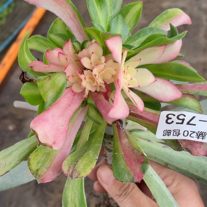 753知否嫁接不包掉头123445789