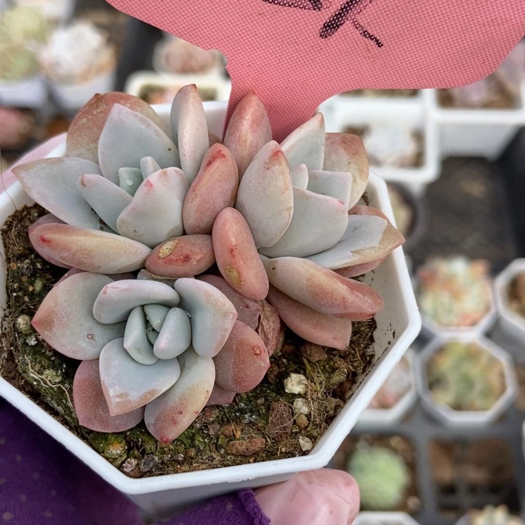 329红茶多肉植物保护