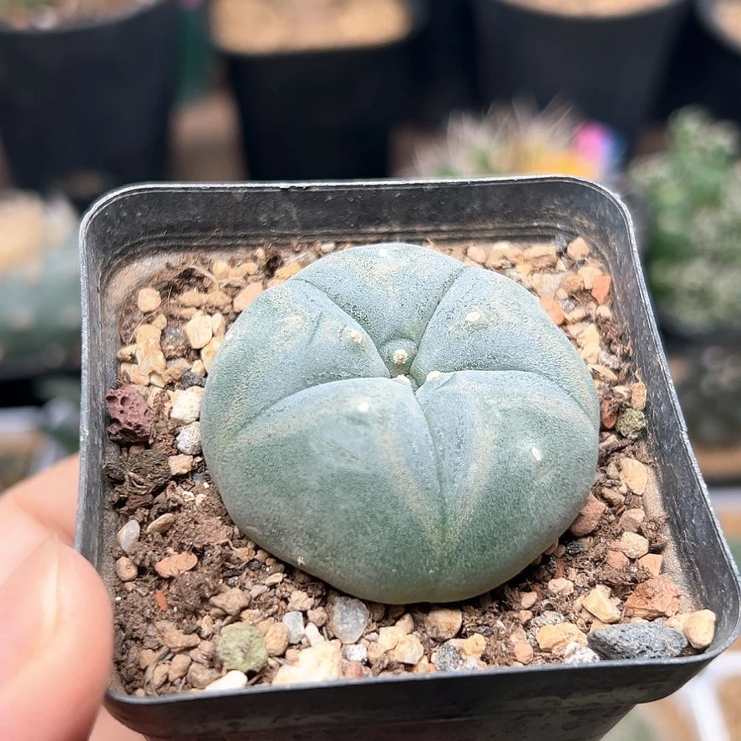 无花朵蓝皮海鲜实生kk种源