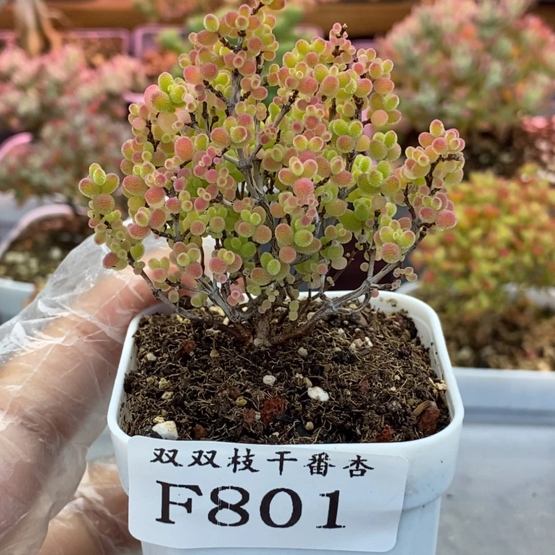 801蜜橘。