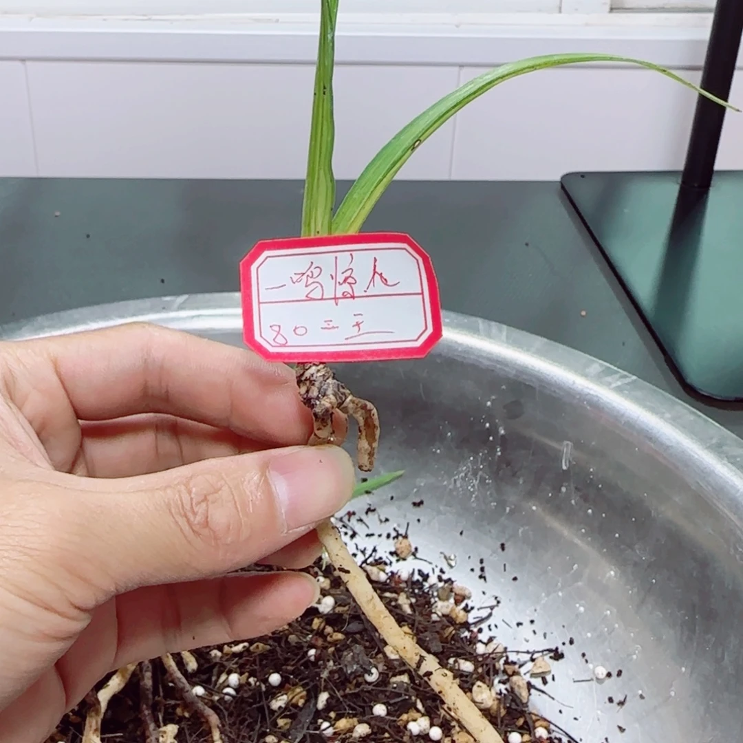 当前无花栽培后可以开花水晶二王引种苗苗