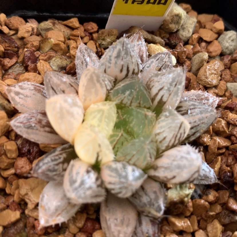 【闪购商品】562楼兰