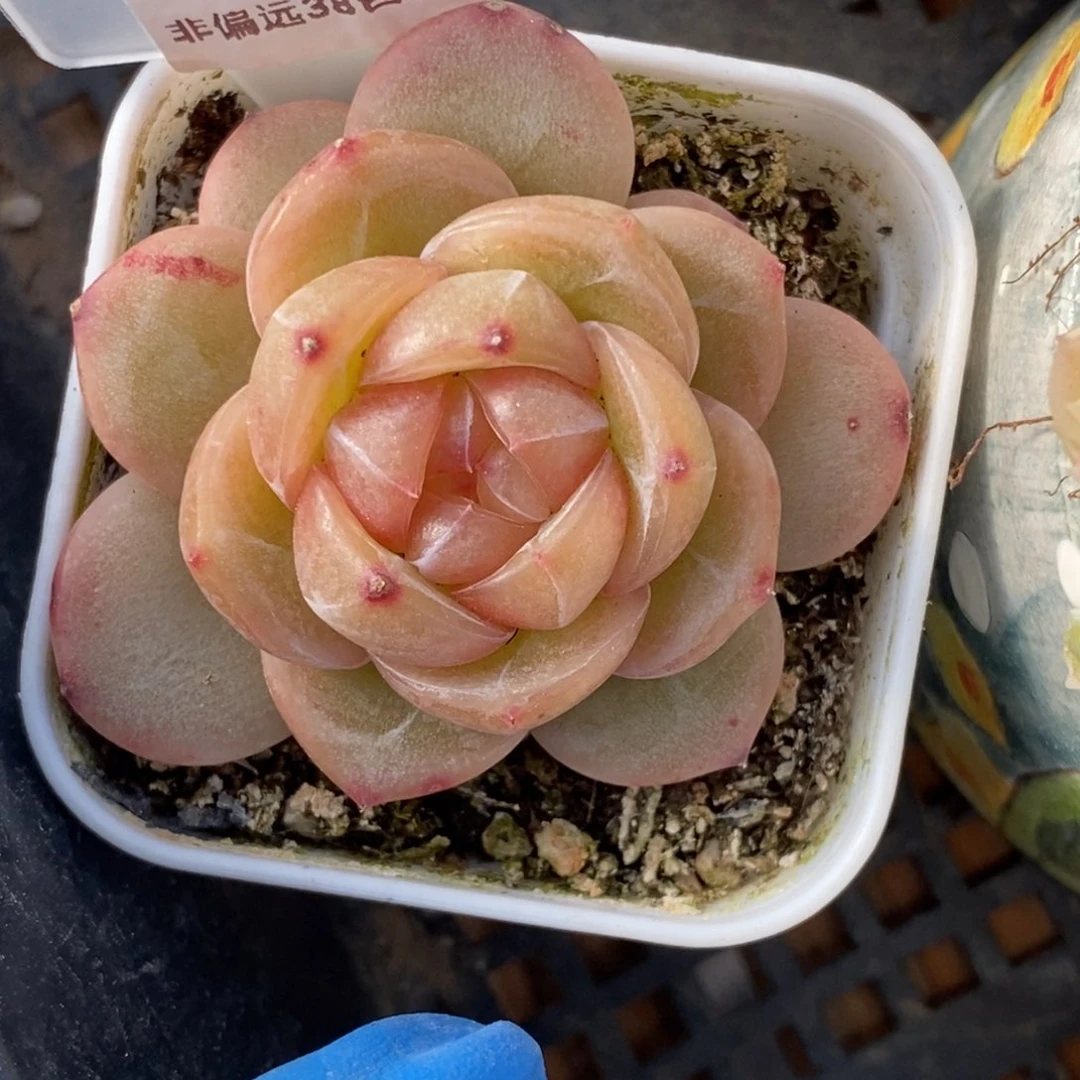 26东篱下多肉植物盆栽