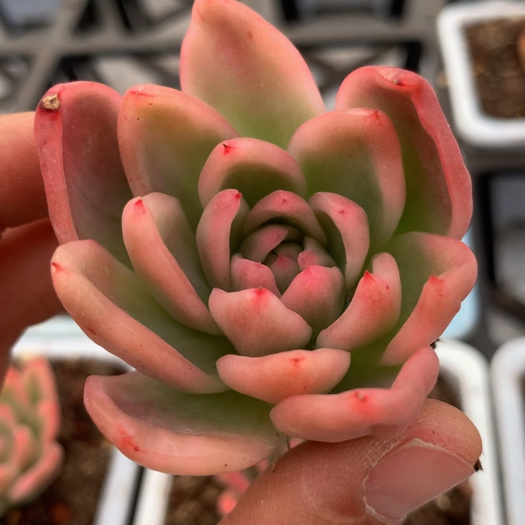 用****4水晶玫瑰锦锦上园艺一物一拍