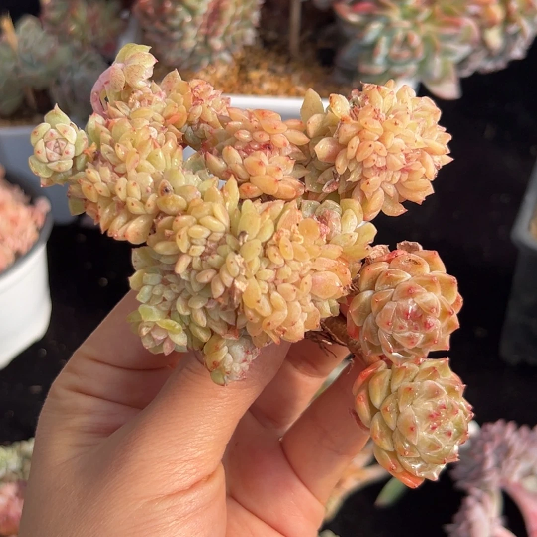 新年快乐 新年快乐