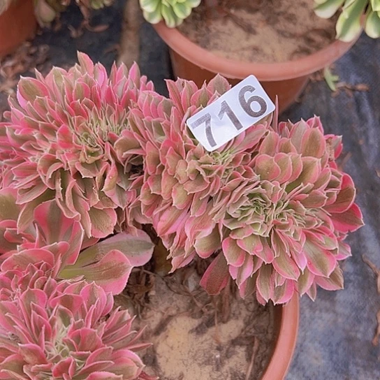 一***光多肉植物一个女巫