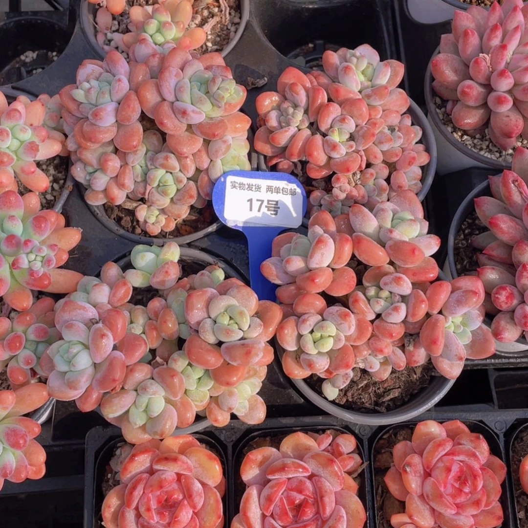 17号优选红洛神老桩群一个