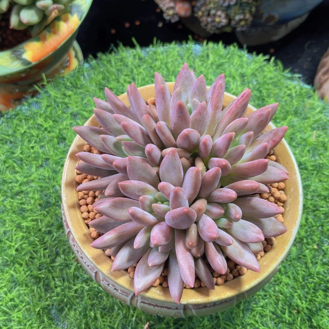 完全开放多肉植物红蜻蜓美人