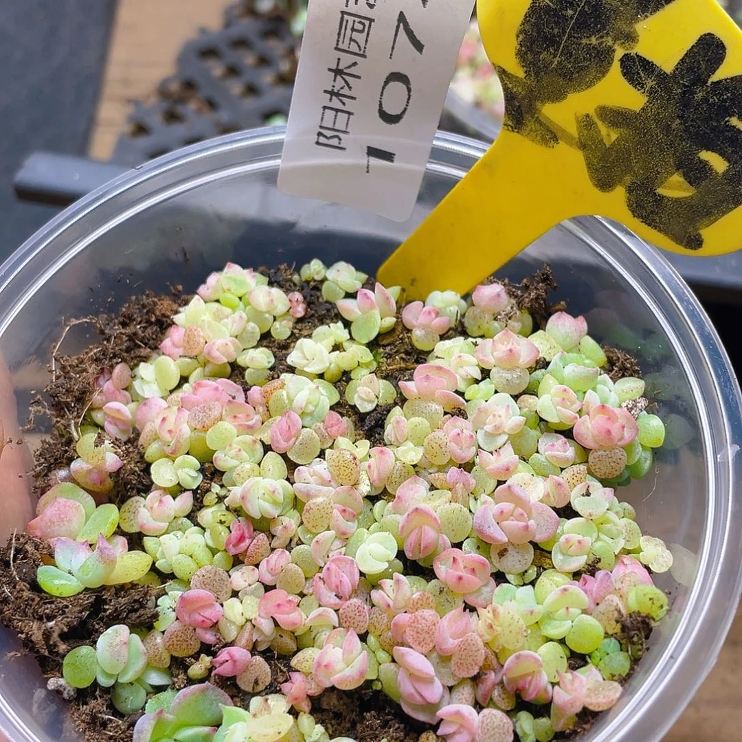 量拍多肉植物多肉植物1074