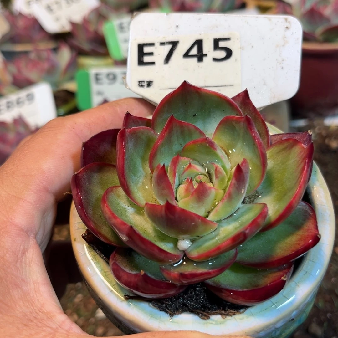 惊鸿一瞥745号多肉