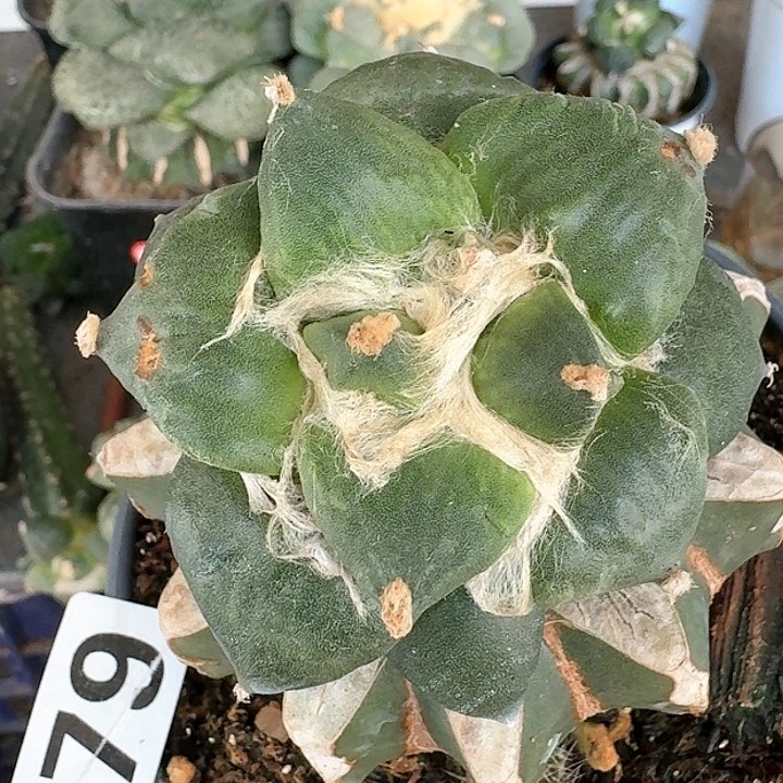 【闪购商品】无花朵树*丸尤079