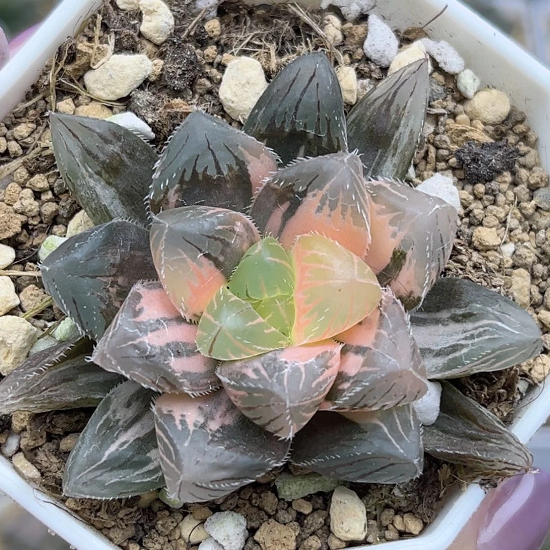 169刺线玉露锦福利专场