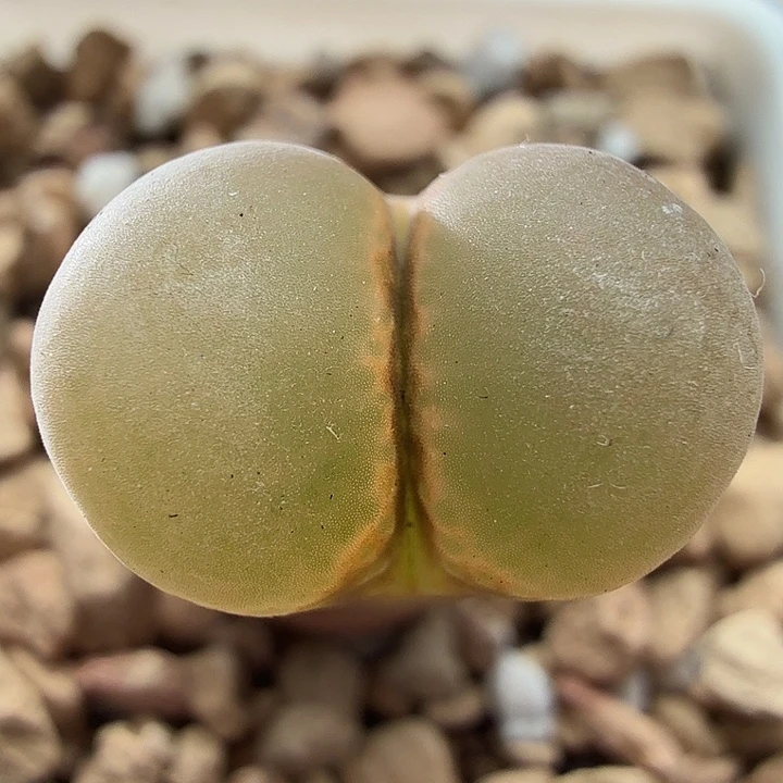 1721风铃玉肉锥植物特价