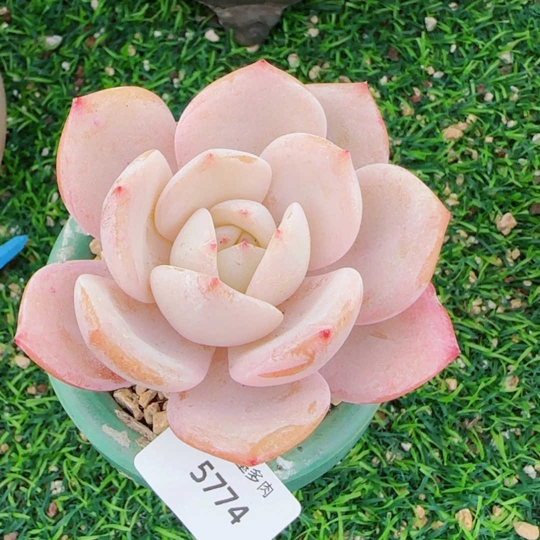 雪茶，5774多肉植物