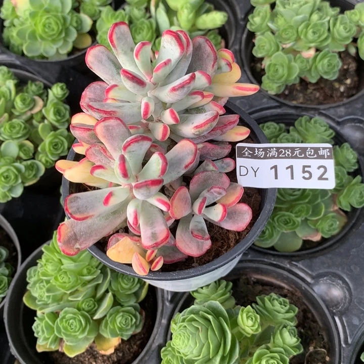 棒叶乒乓多肉植物