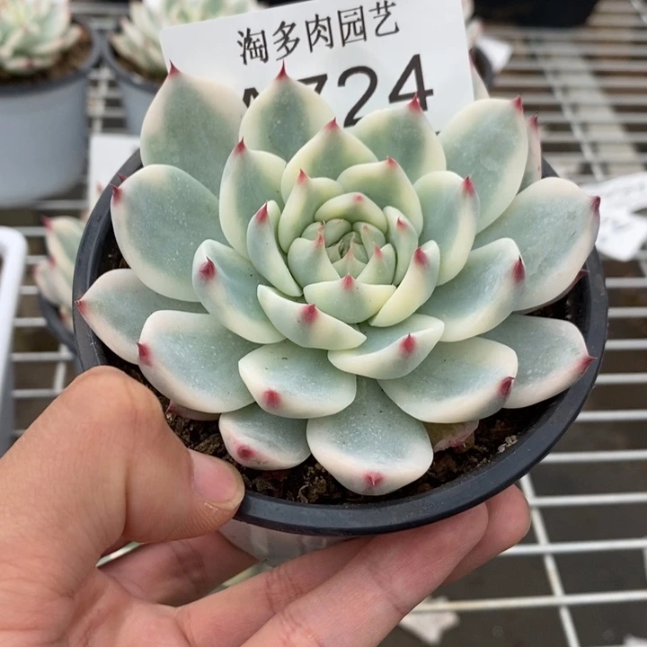 吉娃娃锦多肉植物A724