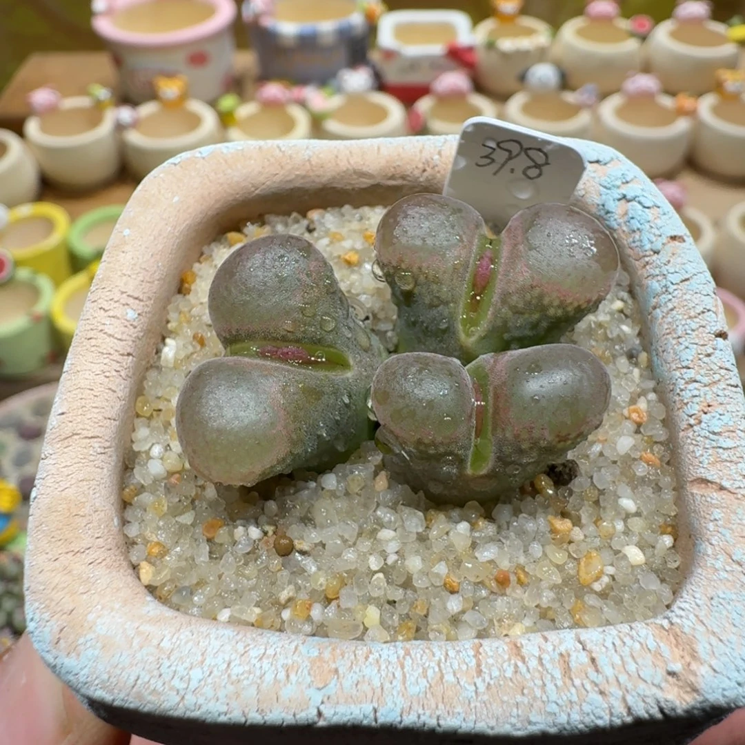 蘑菇1253日系风铃多肉植物