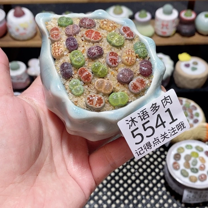 带盆土植物 一物一拍5541