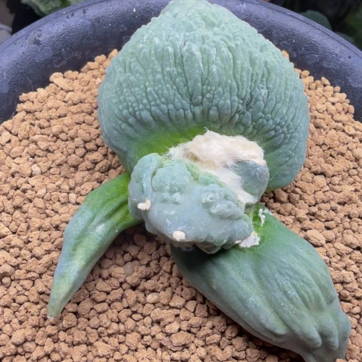 变叶态叶型走势牛