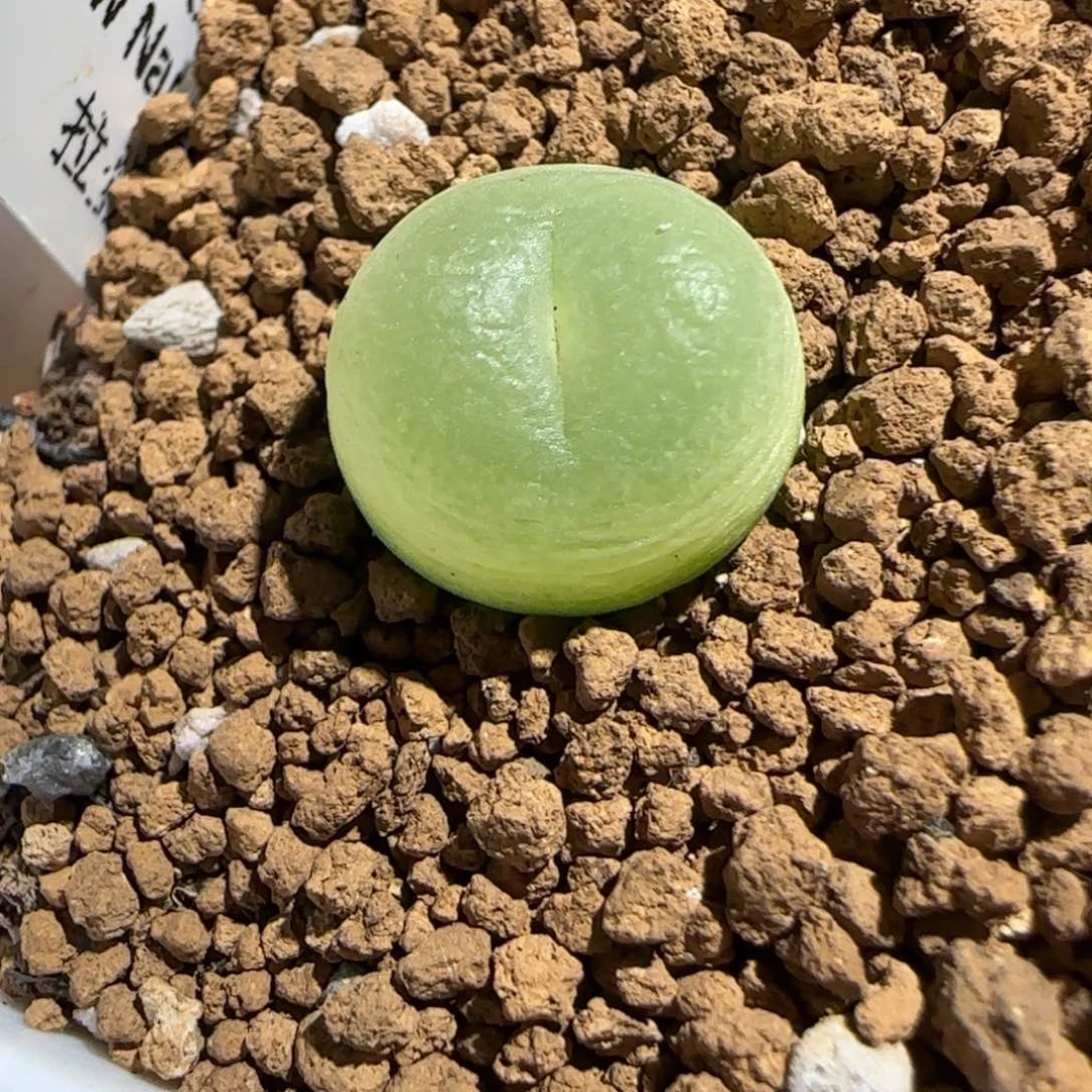 肉锥多肉植物组合-sh1200拉登1429
