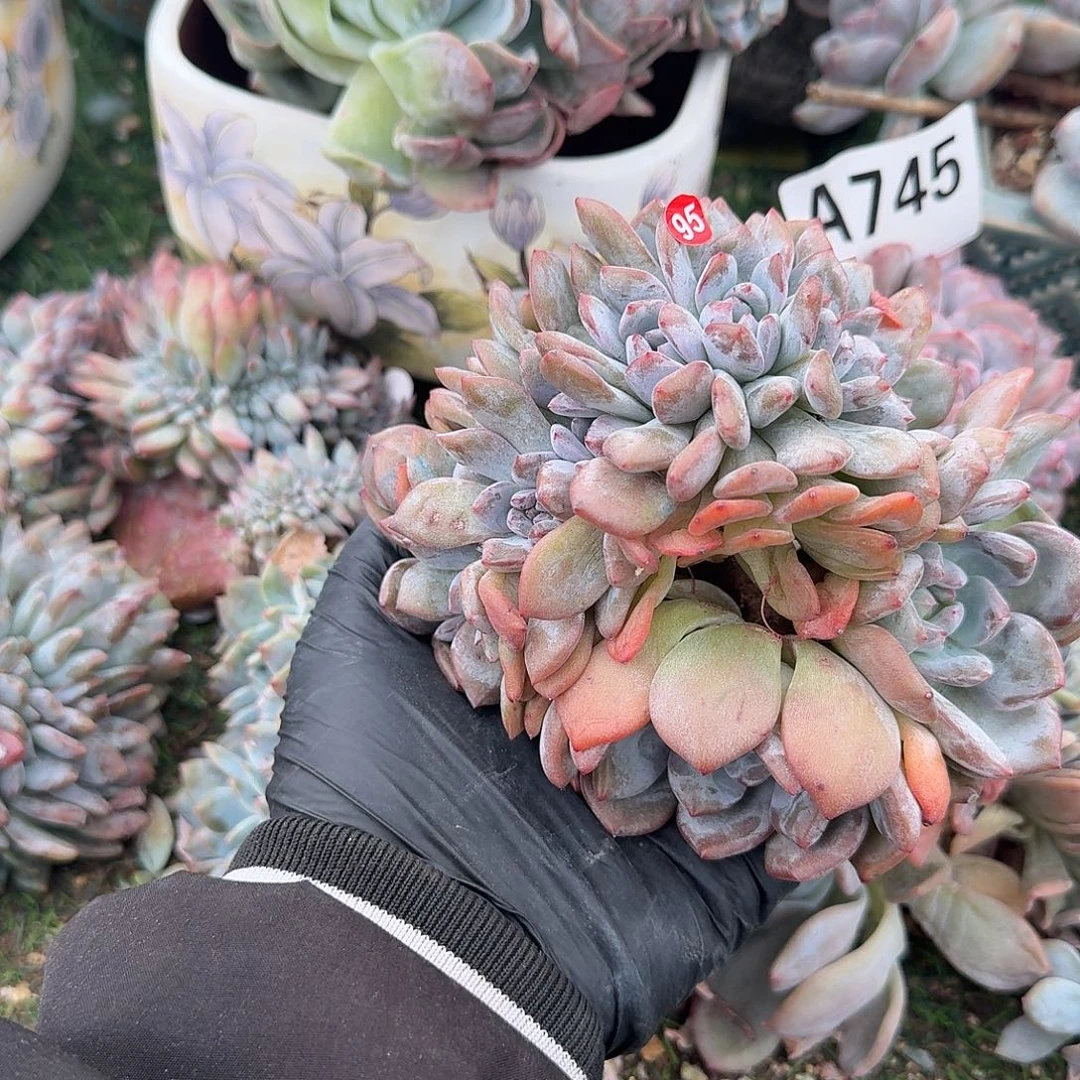 石榴籽10头带缀呀呀