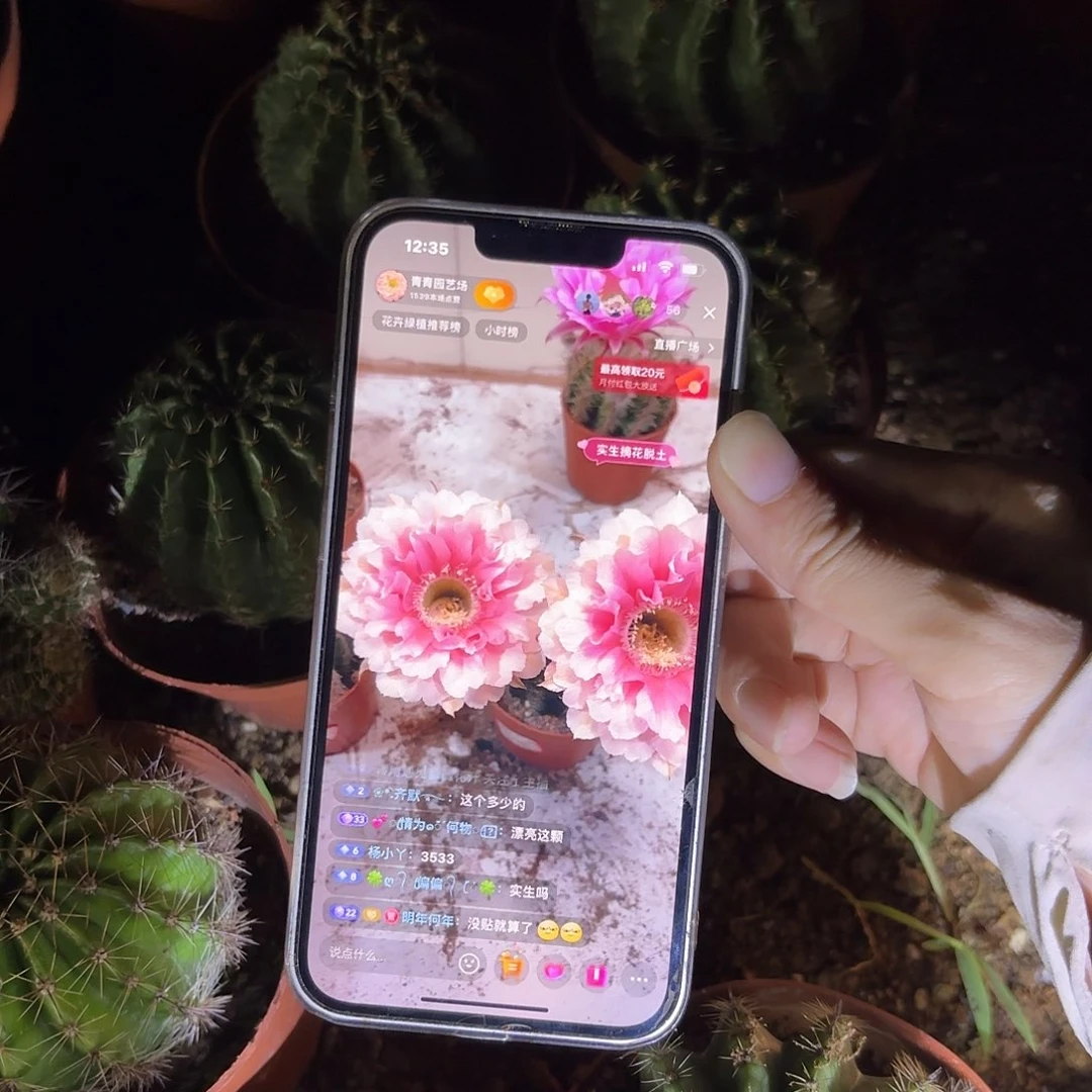 沉***，彩草珊瑚7公分左右