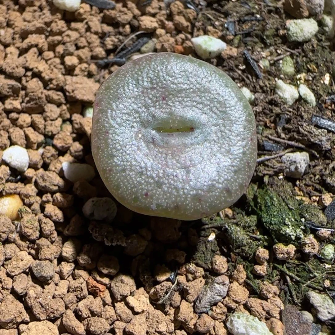 肉锥多肉植物组合-S纽扣623