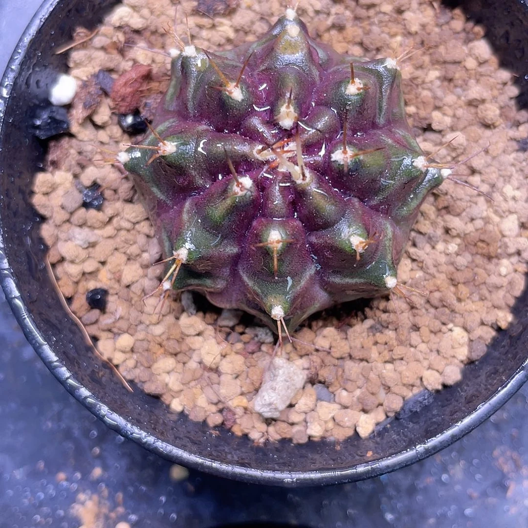 1-火星侧芽4.1厘米