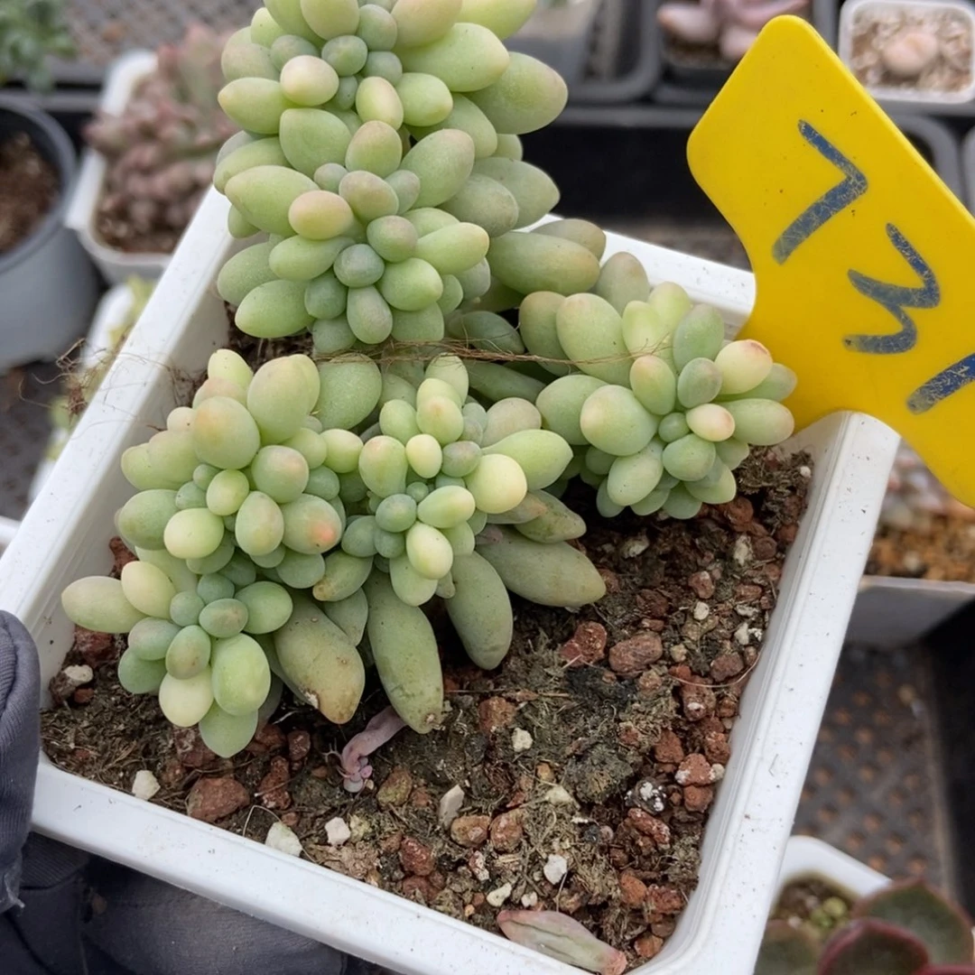 731汤圆缀多肉植物