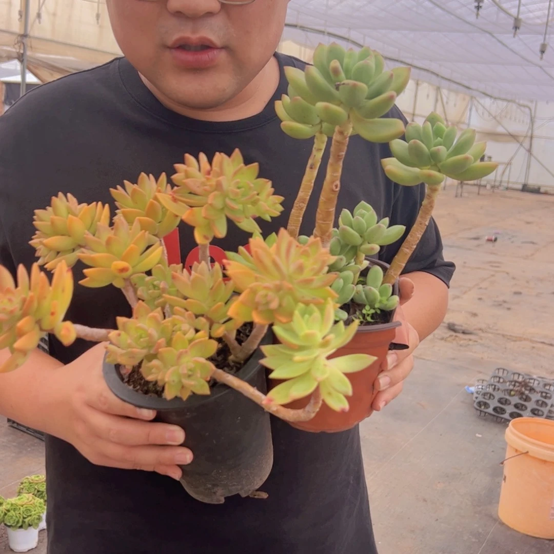 一盆布丁，一盆清新美人