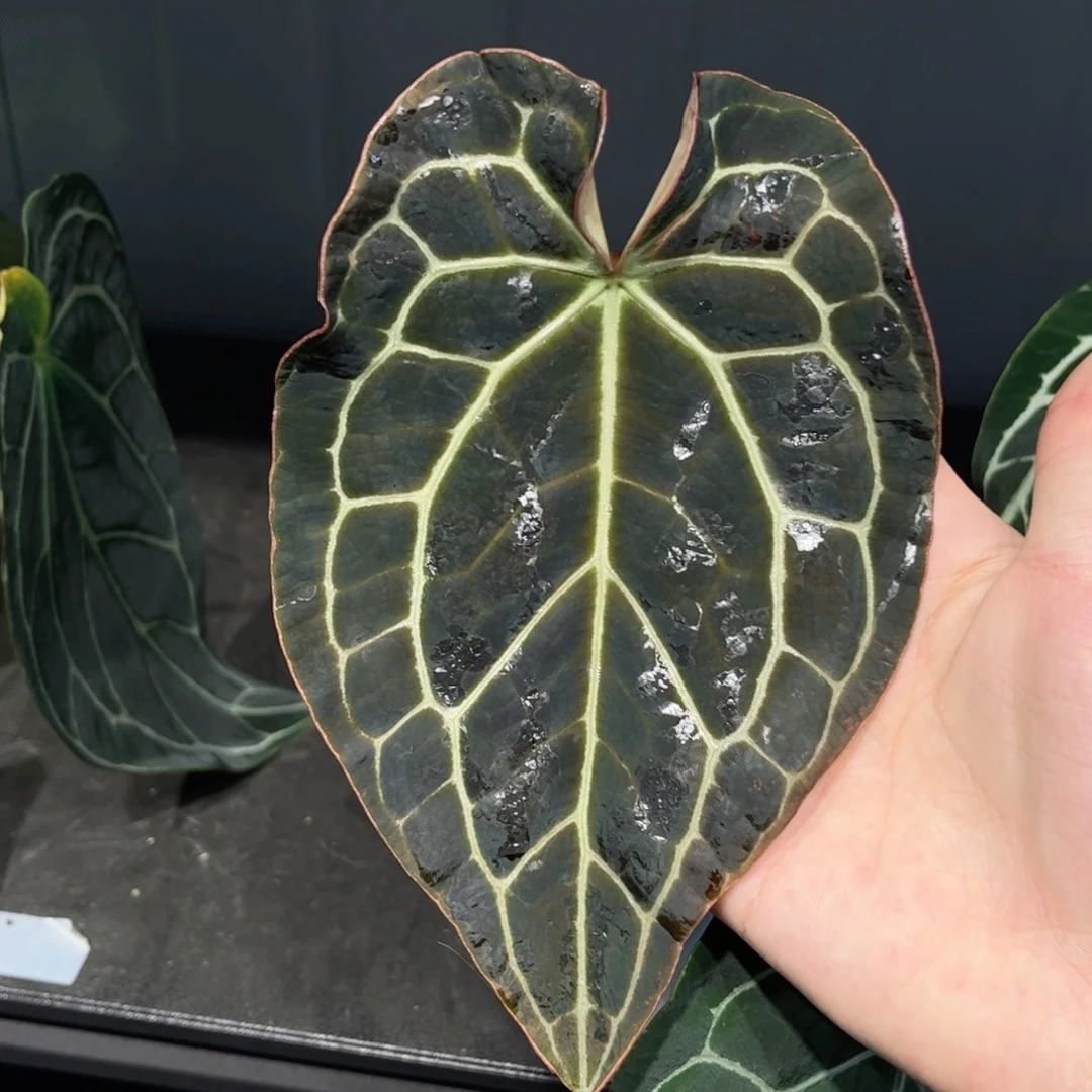 完全开放哥伦比亚黑水晶