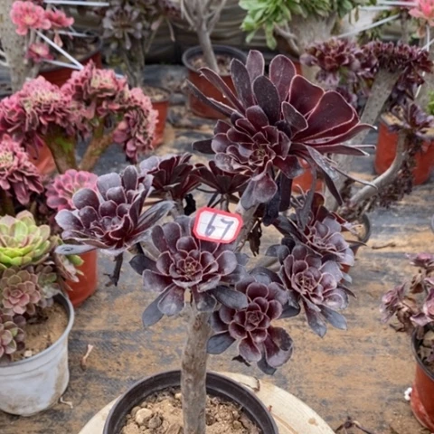 巧魔法师一物一拍