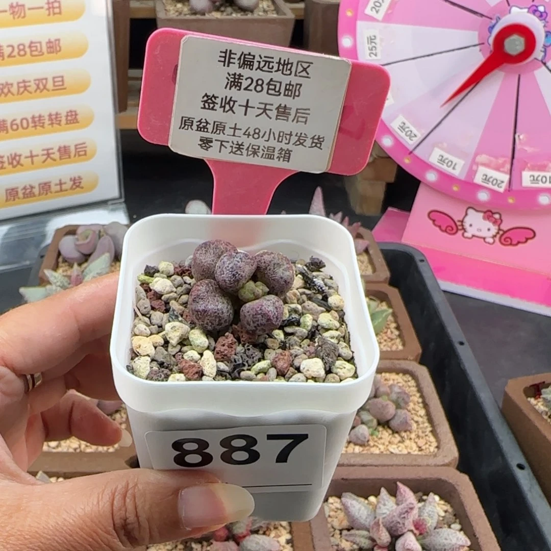 沐***.887蜜桃格林多肉植物