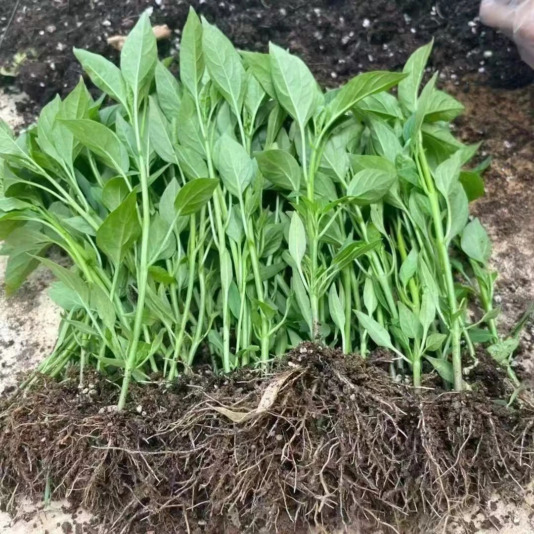 薄皮牛角线椒苗朝天椒苗蔬菜种苗辣椒秧苗