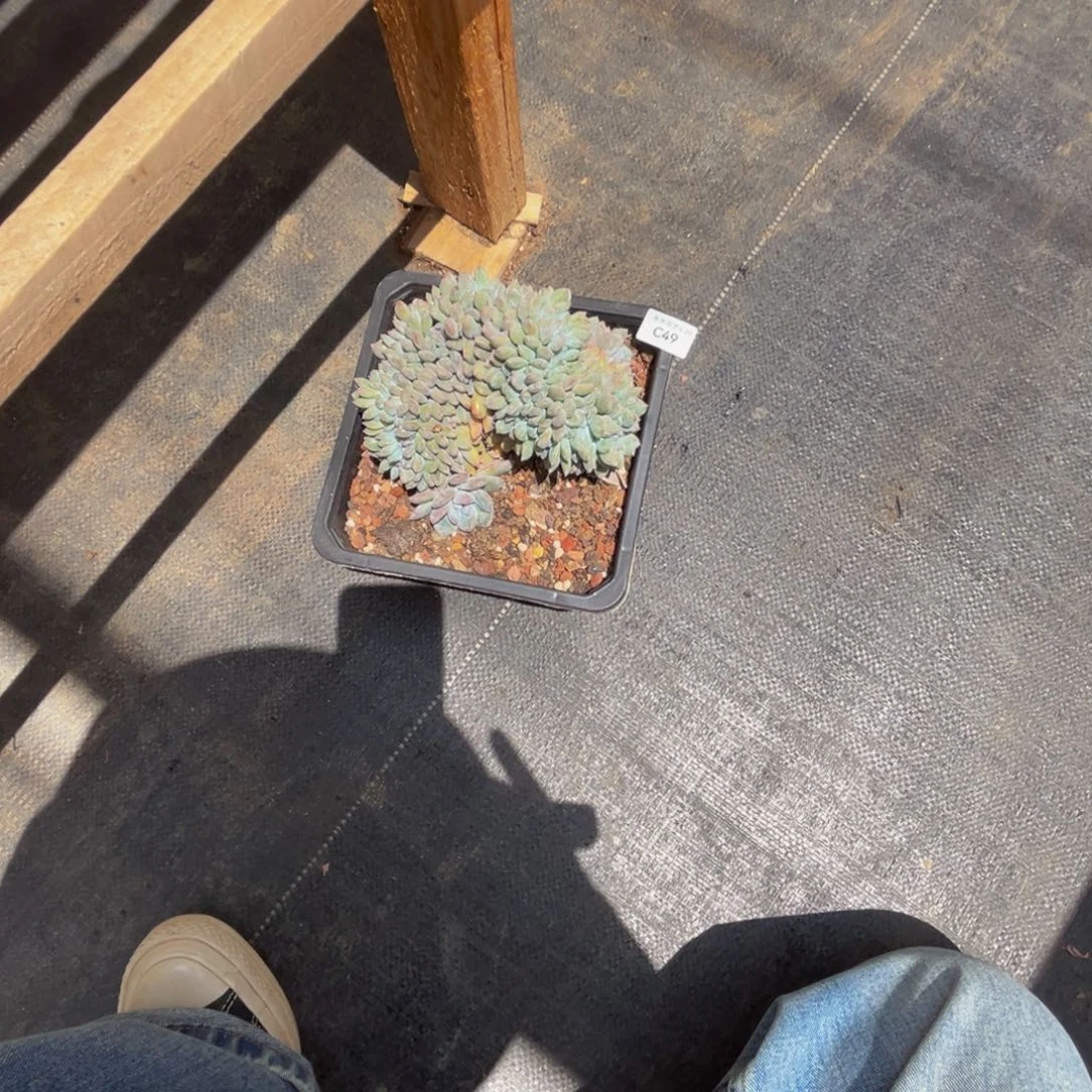 华*红c c c c c c c c c 49