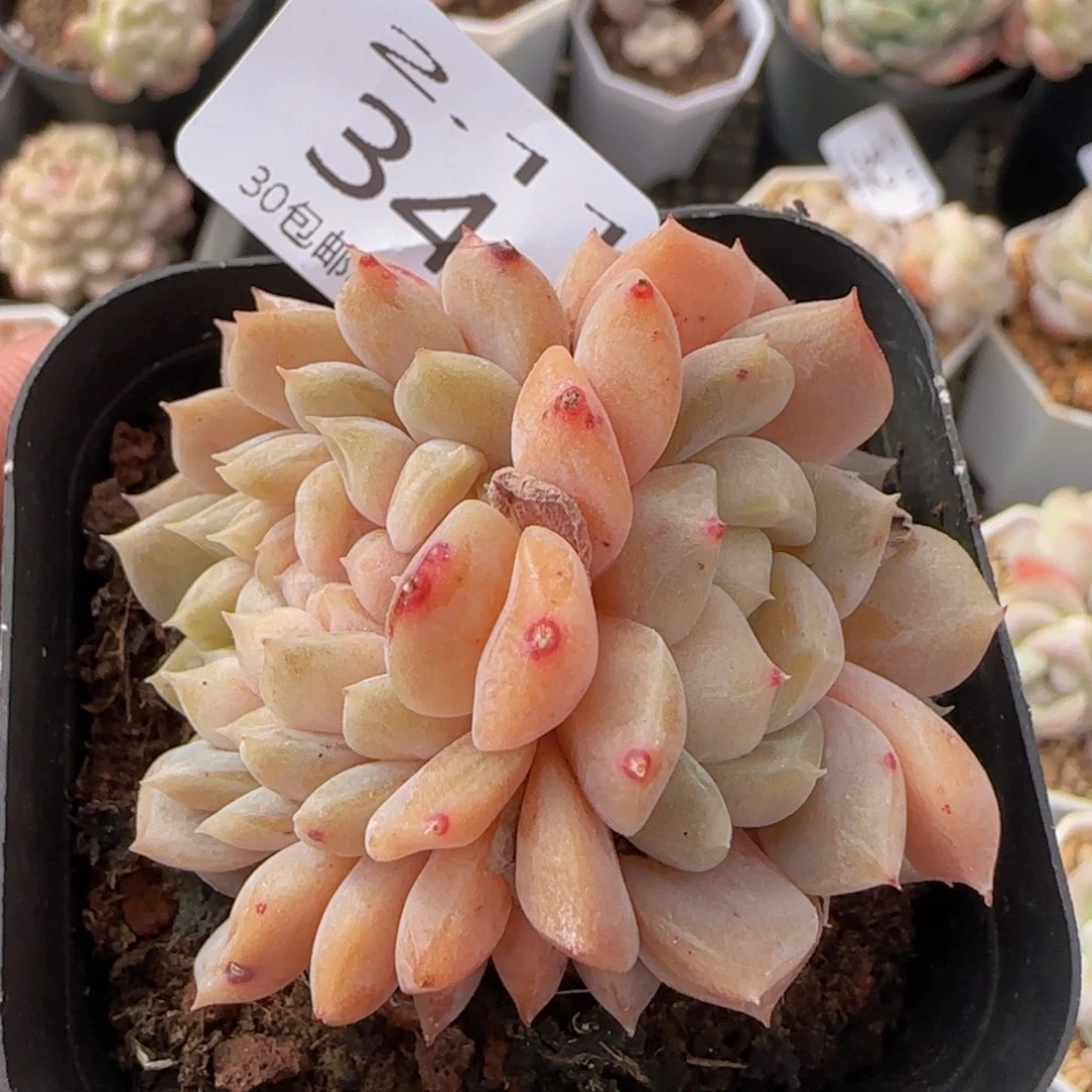 纯爱缀化一颗脱土发货